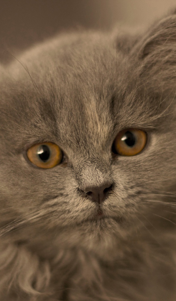 Маленький пушистый пепельный котенок крупным планом