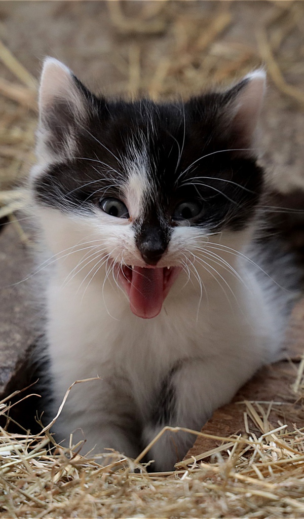 Маленький смешной черно- белый котенок зевает 