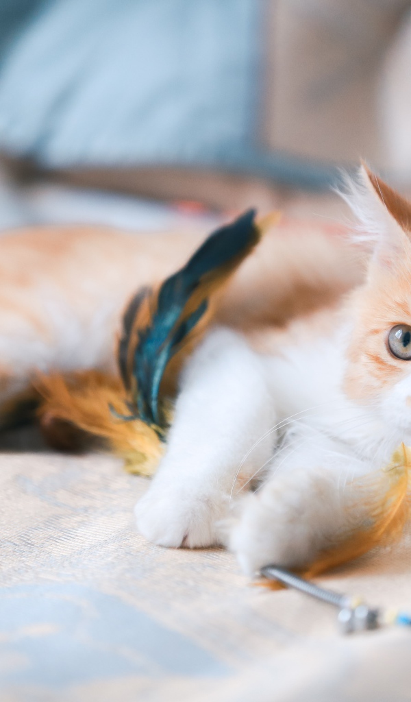 Маленький рыжий котенок с игрушкой на диване 