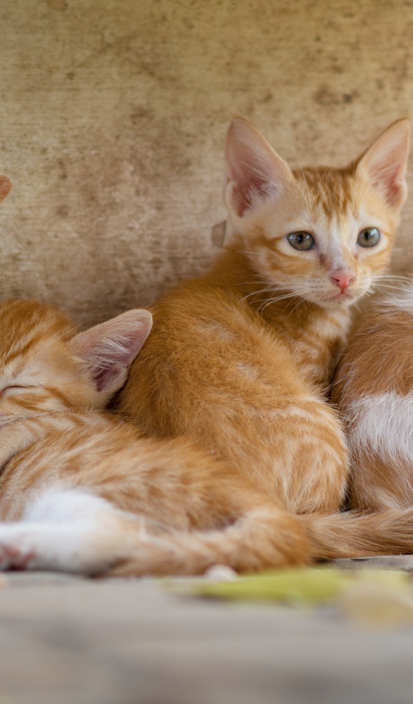 Маленькие рыжие котята лежат у стены