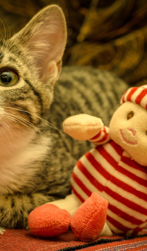 Маленький серый котенок с игрушкой