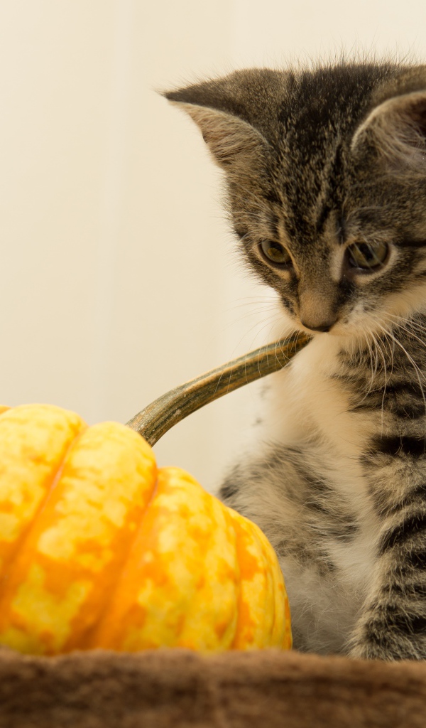 Маленький котенок с тыквой