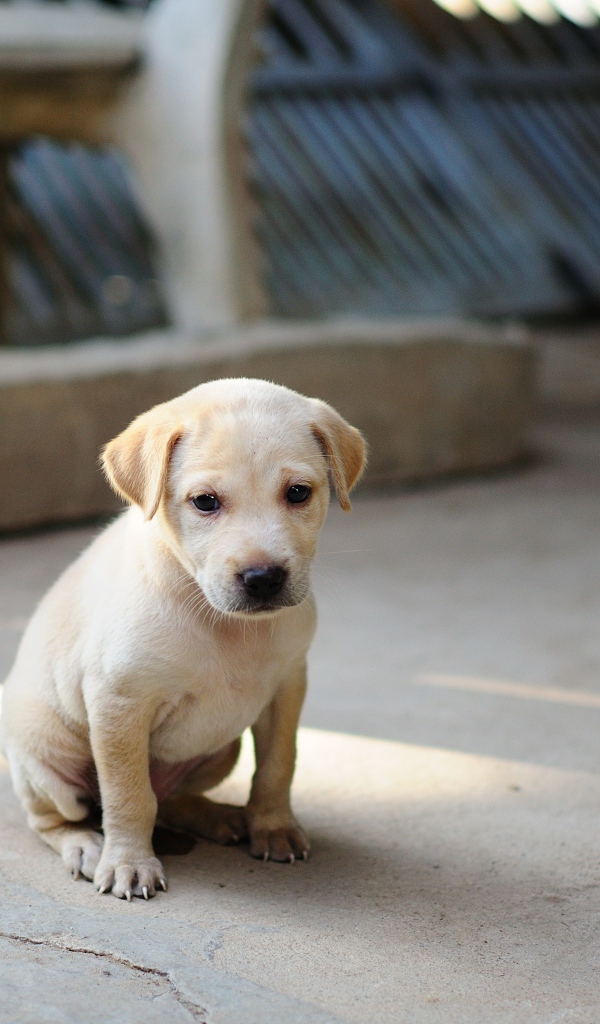 Маленький грустный щенок золотистого ретривера на земле