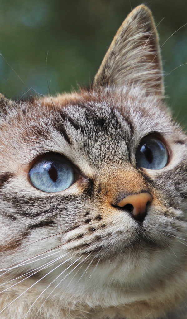 Морда голубоглазой породистой кошки 