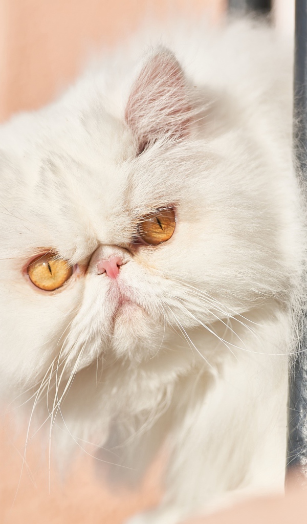 Морда белого персидского кота крупным планом 