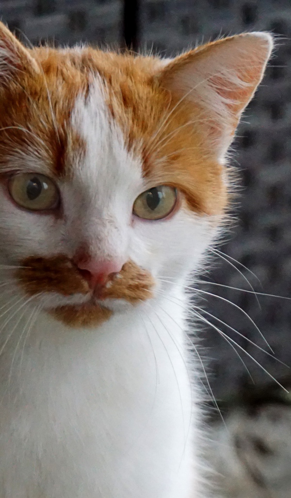 Рыжий с белым кот сидит на диване 