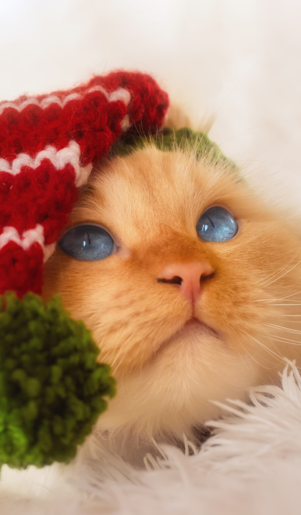 Рыжий кот в смешном колпаке