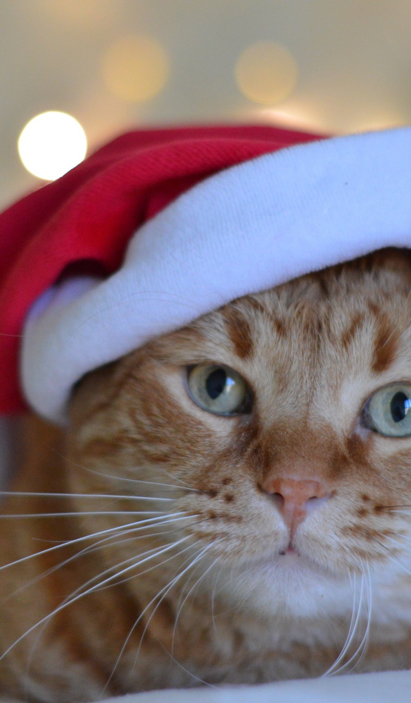 Рыжий кот в красной шапке Санта Клауса 