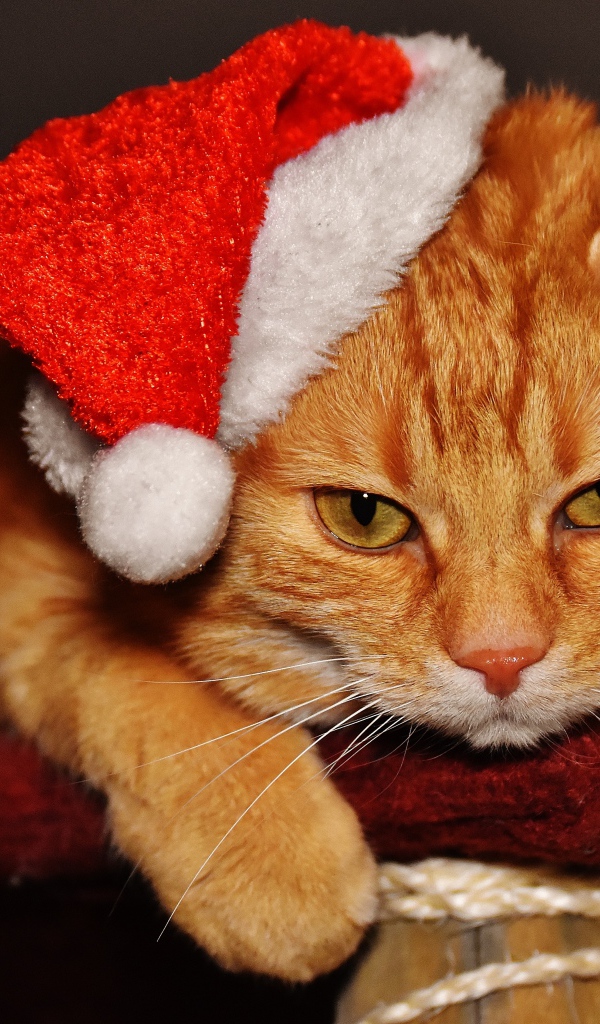 Грустный рыжий кот в новогодней шапке