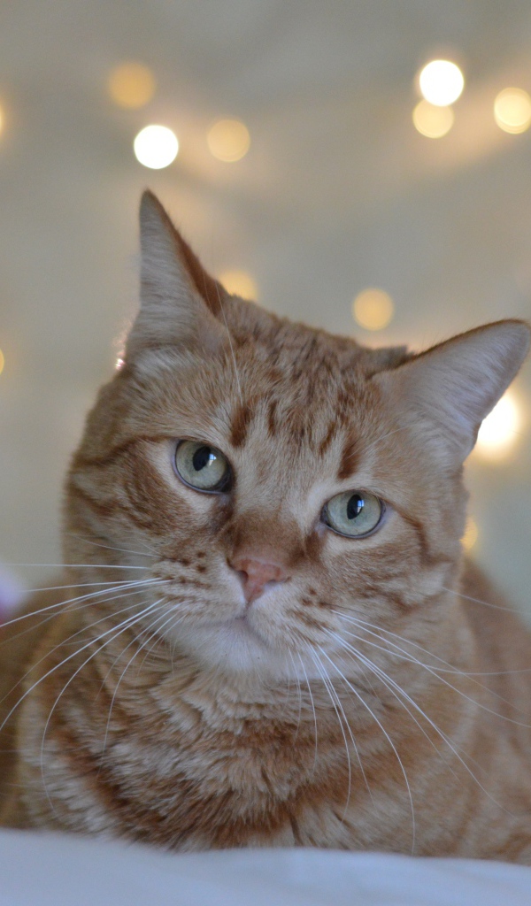 Грустный рыжий кот на фоне стены 