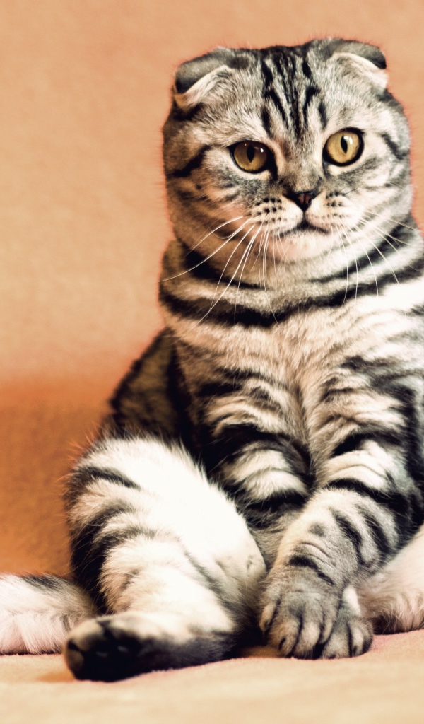 Шотландский вислоухий кот на коричневом фоне