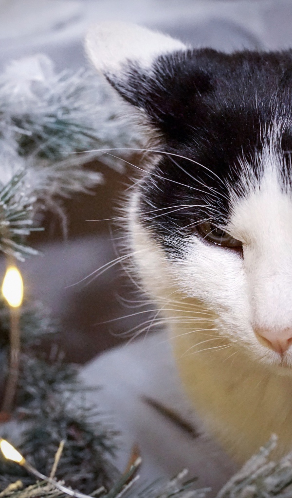 Серьезный кот сидит у ели с герляндой 