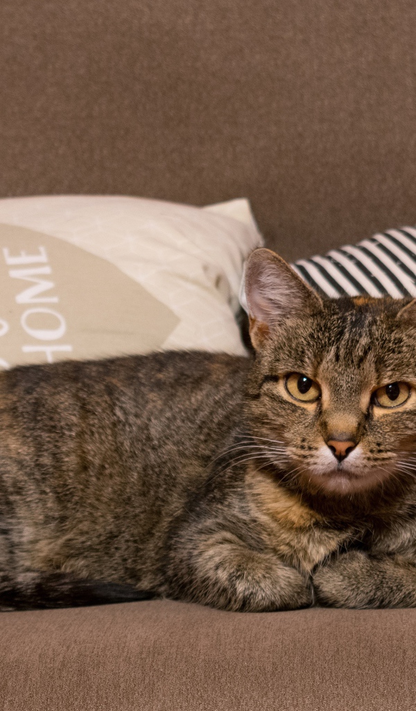 Серьезный серый домашний  кот лежит на диване