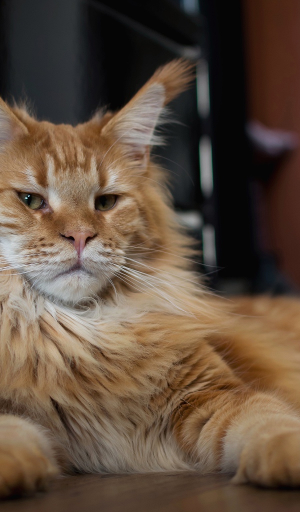 Серьезный рыжий кот мейн кун