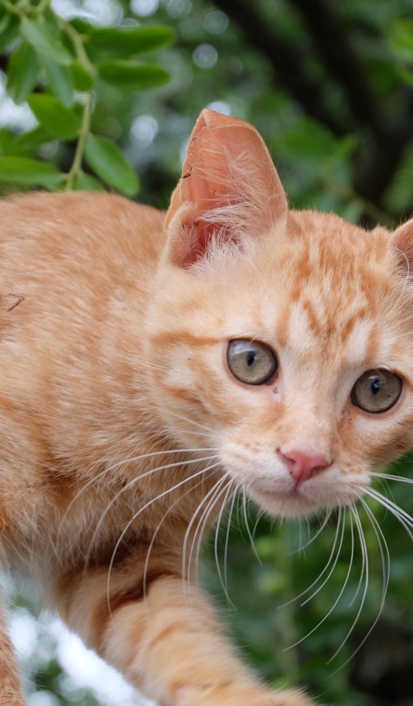 Маленький красивый рыжий котенок в ветках 