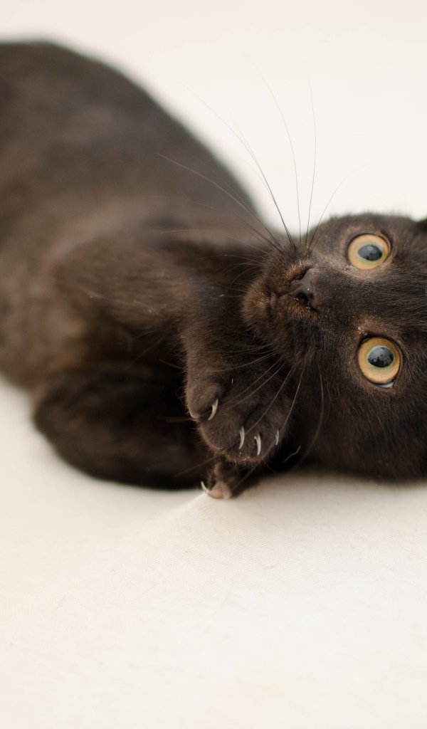 Маленький черный котенок с желтыми глазами на сером фоне