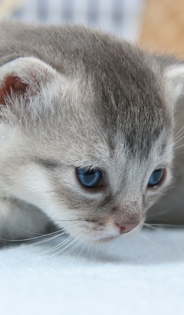 Маленький серый котенок на белом покрывале 