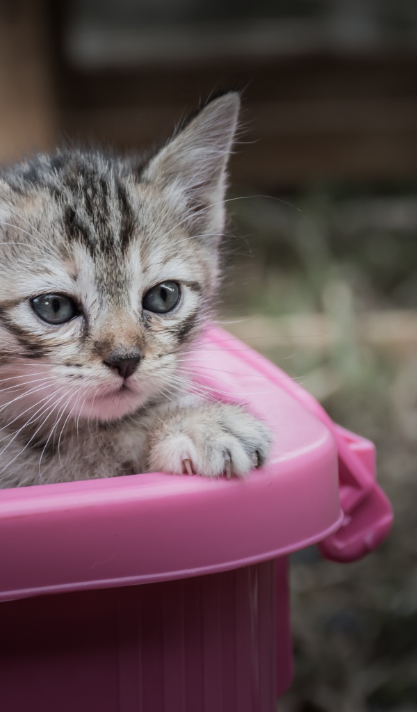 Маленький серый котенок сидит в розовом тазике