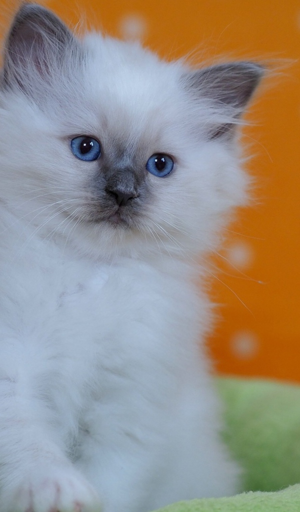 Маленький породистый котенок с голубыми глазами на лежанке