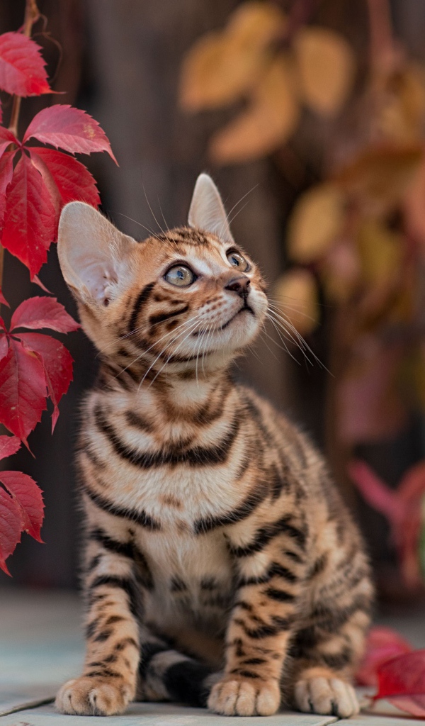 Маленький полосатый котенок с красными листьями