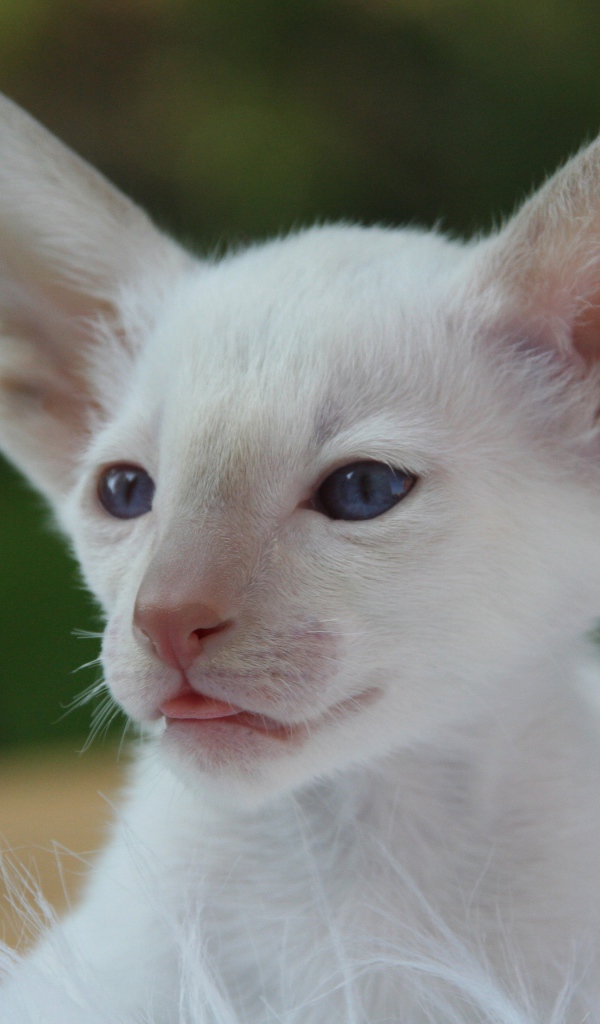 Маленький белый котенок с большими ушами 