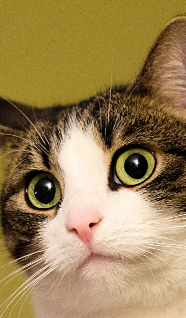 Удивленный кот на желтом фоне 