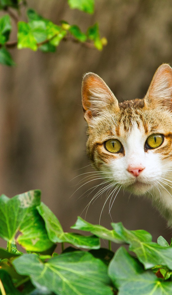 Удивленный кот сидит в зеленых листьях