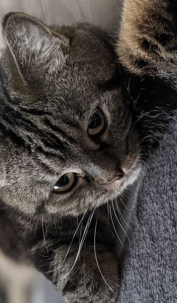 Полосатый серый кот лежит на покрывале