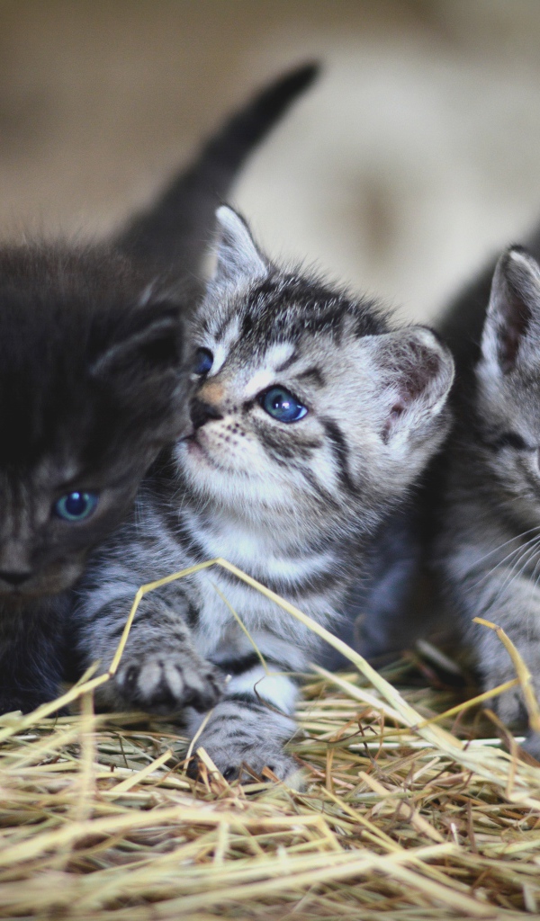 Три маленьких котенка на сене