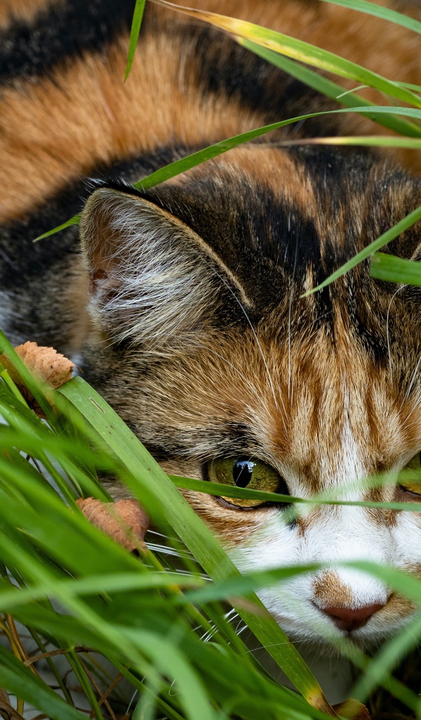 Трехцветная кошка прячется в зеленой траве