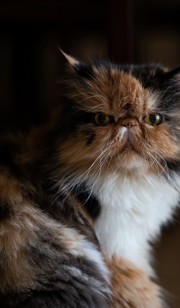 Трехцветная персидская кошка