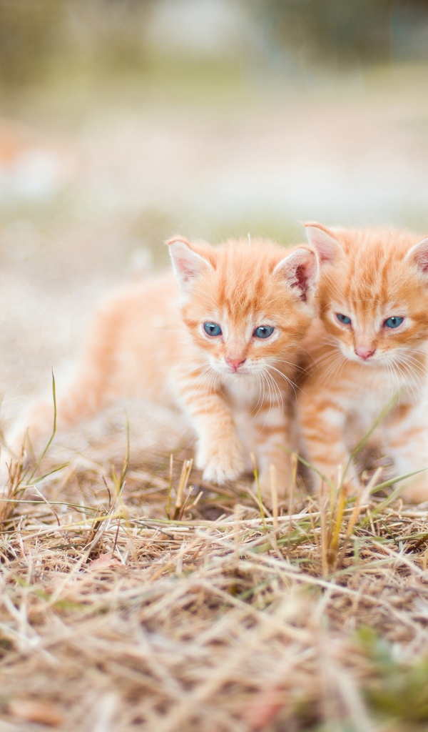Два маленьких рыжих котенка на траве