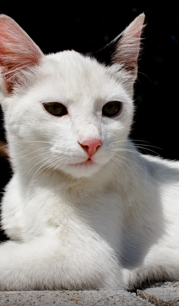 Белый кот спит на камнях на черном фоне