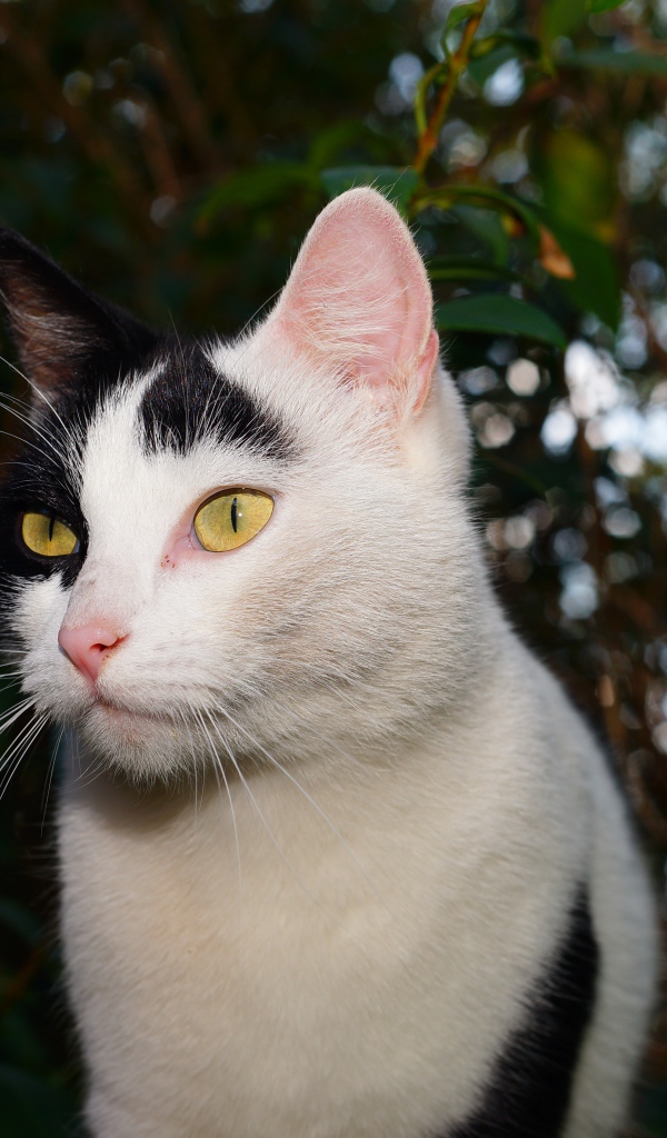 Белый с черными пятнами кот в саду