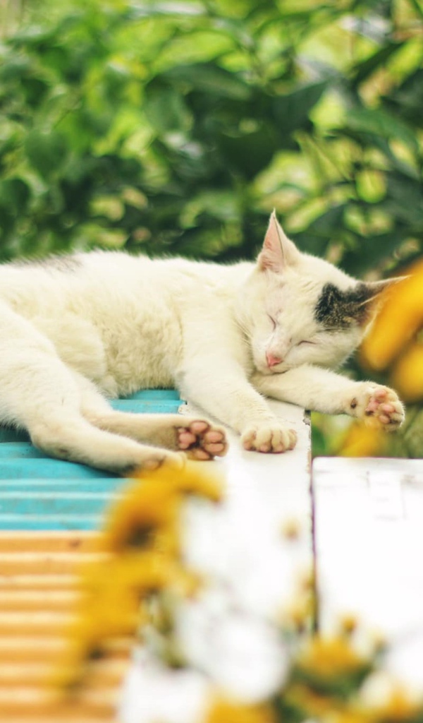 Белый с серыми пятнами кот спит на крыше 