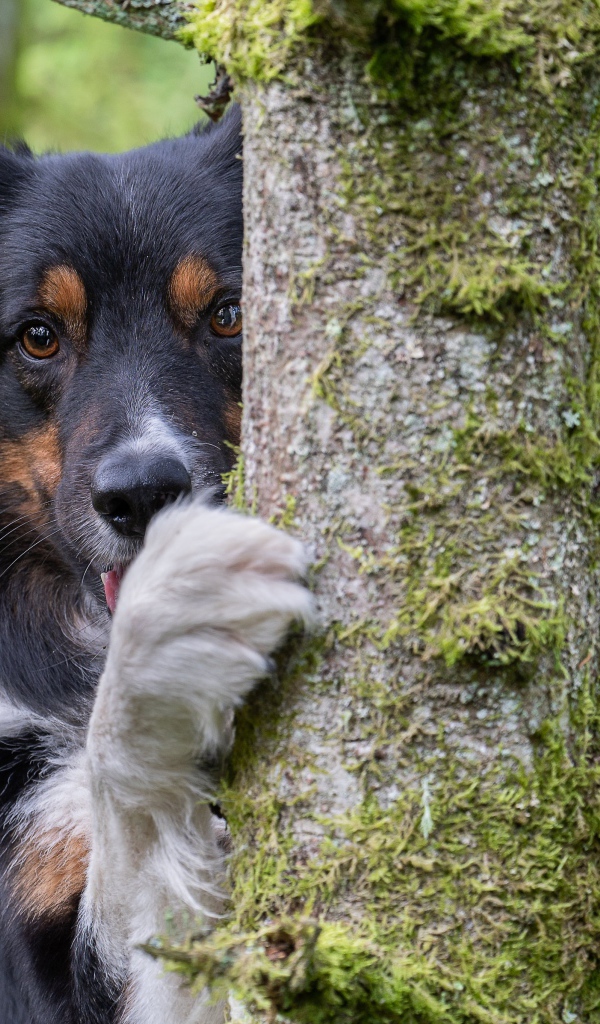 Собака породы  Бордер-Колли стоит у покрытого мхом дерева
