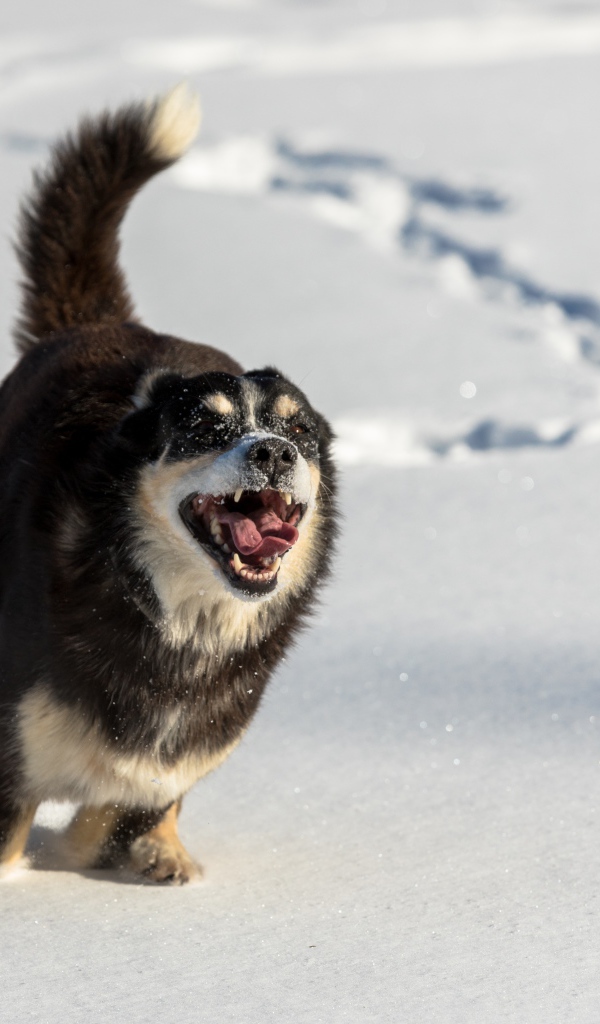 Веселая собака с высунутым языком бежит по снегу 