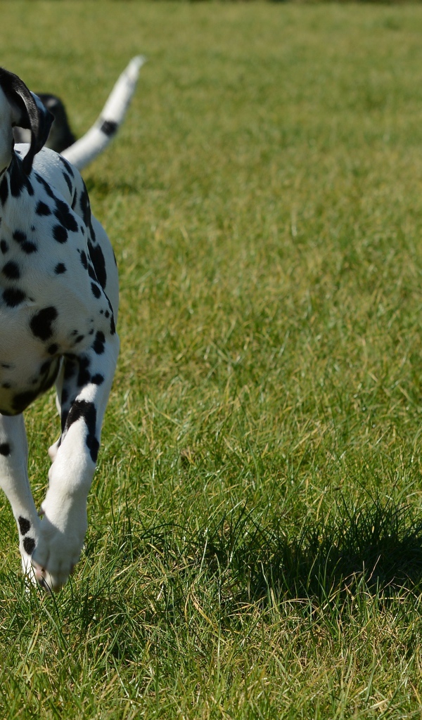 Довольный пятнистый далматин бежит по траве 