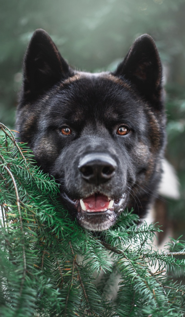 Собака породы акита ину прячется за веткой ели