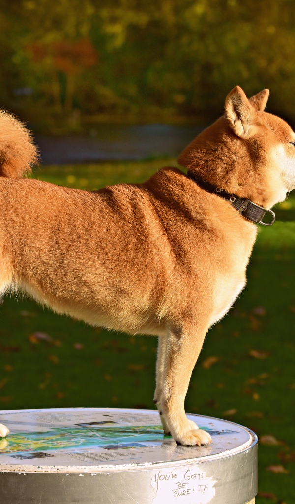 Собака породы акита ину в лучах солнца