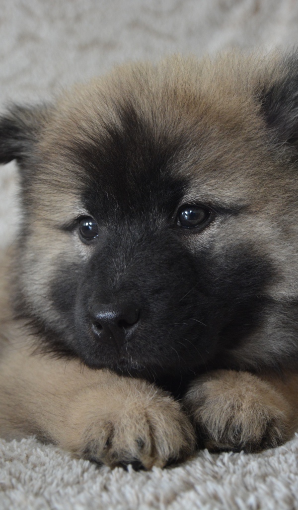 Щенок акита ину лежит на кресле 