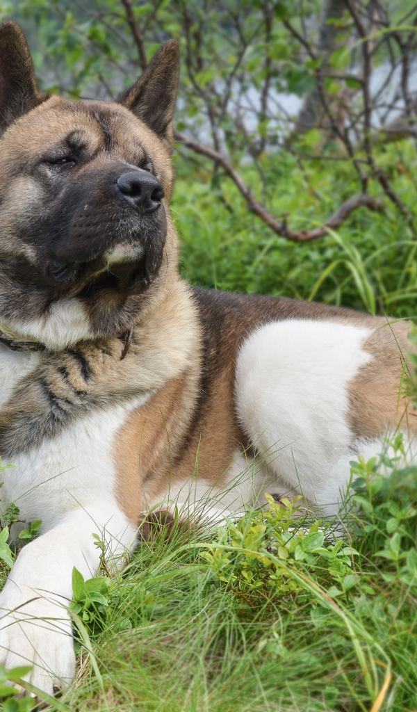 Американская акита лежит на траве