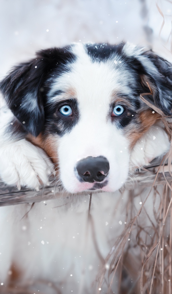 Австралийская овчарка с голубыми глазами у забора