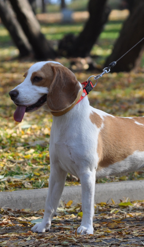 Красивый пес  породы бигль в парке 