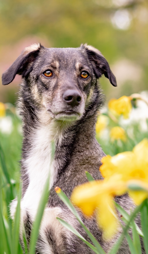 Красивая собака сидит в желтых нарциссах 