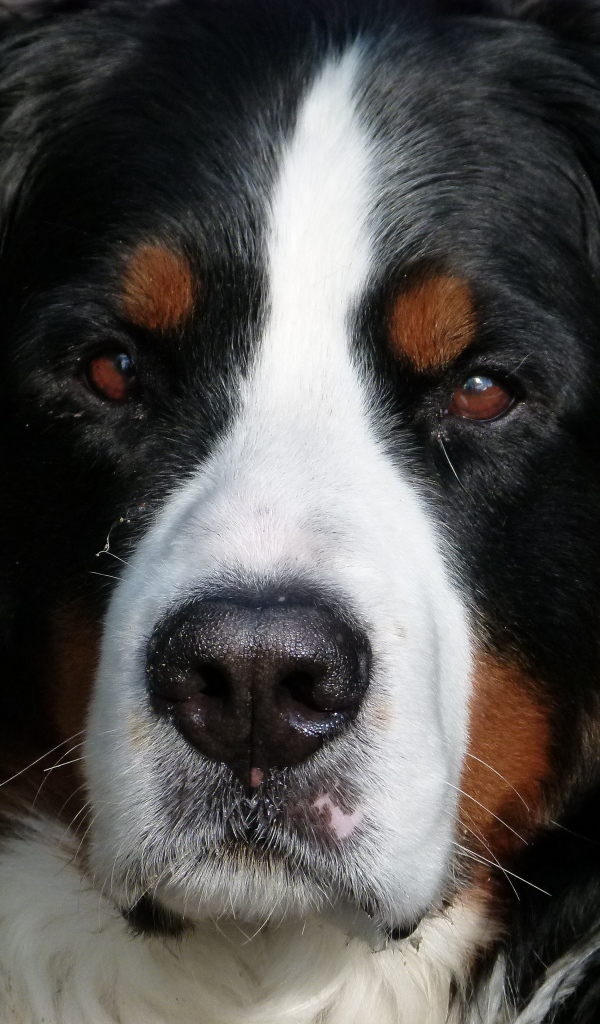 Бернский зенненхунд крупным планом 