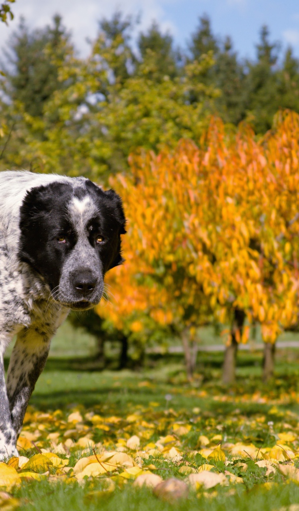 Большой алабай идет по парку осенью 