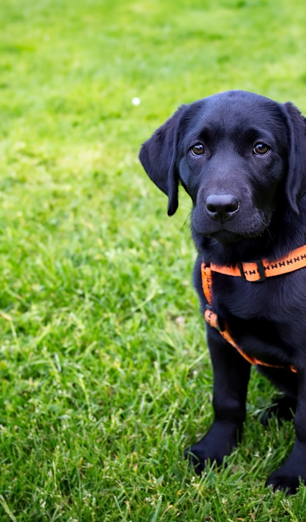 Большой черный лабрадор сидит на зеленой траве 