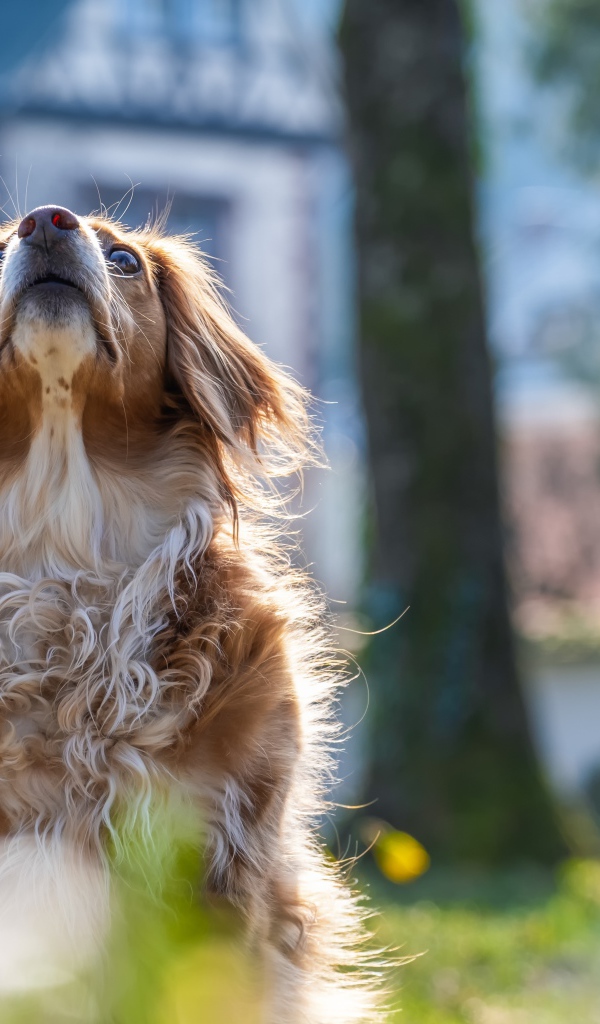 Большой пес смотрит вверх 