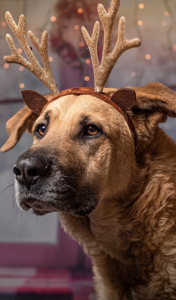 Большой пес с украшением на голове на Рождество 